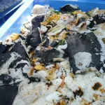 【爆笑】毎日コンビニ食品1万円分食べるのを1年続けたら1億円もらえるｗｗｗｗｗｗｗｗｗｗ
