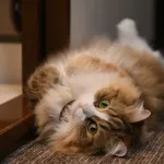 【悲報】猫「モフモフしろ、尻トントンしろ、ご飯出せ、一緒に寝るぞ」ｗｗｗｗｗｗｗｗｗｗ