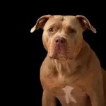【動画】ピットブルさん、子どもの足を骨が見えるまで噛み砕いてしまう・・・・・・・・・