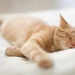 画像で笑ったら寝ろ