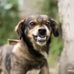 【動画】凶暴犬さん、躾のプロにガチで理解らせられてしまうｗｗｗｗｗｗｗｗｗｗ