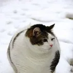 現場猫が自然と集まるスレ