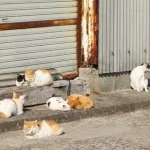 【画像・Gif集】ネッコの集会に異端児あらわる