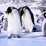 【画像】いじめ、ペンギン界にもあった