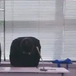【悲報】｢教師として報告しないといけないと思った」記憶を無くすほど飲んだ後、2時間ほど安全運転し帰宅して処分