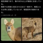 【衝撃】韓国の謎の動物「고라니」さん、見た目がとんでもないことになってるｗｗｗｗｗｗｗｗｗｗ