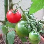 なぜ家庭菜園でトマトを育てたがるのか