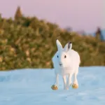 【画像】北海道のうさぎちゃんの足の裏、お前らの想像の10倍くらいデカいｗｗｗｗｗｗ