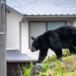 朝日新聞記者「クマとの共存は考えないの？」ハンター「無理、お前がしてみろ」