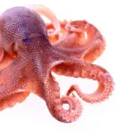 【衝撃】１億年前のタコさん、最大１９メートルまで巨大化して海の頂点捕食者だったｗｗｗｗｗｗｗｗｗｗ