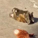 【悲報】パンチくん、ぬいぐるみを捨ててメスザルに腰をﾍｺﾍｺしてしまうｗｗｗｗｗｗｗｗｗｗ