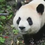 中国、アメリカにパンダを貸与wwwwwwwwwww