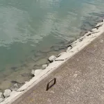 【悲報】ワイの家の庭にスッポンさんが出現してしまうｗｗｗｗｗｗｗｗｗｗ