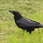 【悲報】公園のベンチであんパン食べてたワイ、カラスにガチで強奪されてしまう・・・・・・・・・
