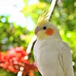 オウム「適当に世話しても3,40年、うまくいけば70年近く生きます」←こいつ