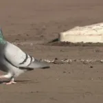 【画像】最強パークに幸運の鳩さん襲来ｗｗｗｗｗ