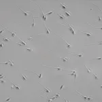 【悲報】卵子さん、強者精子をガチで選別していたｗｗｗｗｗｗｗｗｗｗ