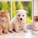 ハムスターと犬の中間くらいのペットおらんか