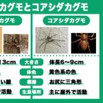 【悲報】謎の勢力「アシダカグモはゴキ食ってくれる益虫！放置しろ！」ｗｗｗｗｗｗｗｗｗｗ