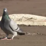 西武に勝利を呼んだ鳩さん、埼玉からの刺客だった模様