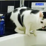 なぜ猫は風呂の水を飲むのか