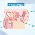 【悲報】S〇Xよりも気持ちいいことってガチで存在するんか？？？ｗｗｗｗｗｗｗｗｗｗ