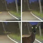 【悲報】群馬の国道でバイクの男性（61）が死亡、現場にはシカ2頭の死骸も・・・・・・・・・