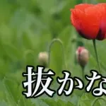 【悲報】JA愛知さん、アヘンの材料になるケシの花の苗をうっかり販売してしまうｗｗｗｗｗｗｗｗｗｗ