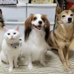 【悲報】犬派←バカそう、猫派←賢そうｗｗｗｗｗｗｗｗｗｗ