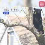 【悲報】警察さん、ハンマーおぢの自宅を4時間ガチ包囲した結果ｗｗｗｗｗｗｗｗｗｗ