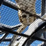 【悲報】旭山動物園さん、しれっと営業再開してしまう・・・・・・・・・