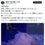 水族館「緊急速報！漁師さんからメンダコいただきましたので展示します」→9時間後…