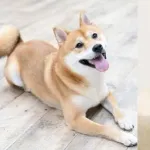 【悲報】犬と猫さん、ガチで金持ちしか飼えないｗｗｗｗｗｗｗｗｗｗ