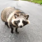 【朗報】タヌキさん、ガチで可愛いｗｗｗｗｗｗｗｗｗｗ