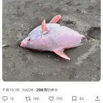 【悲報】千葉の海に”赤マンボウ”が漂着する