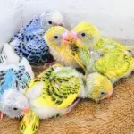 【悲報】インコの雛を買ったワイさん、キモいし後悔してしまうｗｗｗｗｗｗｗｗｗｗ