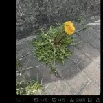 【画像】突然変異したタンポポさん、あまりにも太すぎるｗｗｗｗｗｗｗｗｗｗ