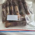 【悲報】変なエビ買ってきたｗｗｗｗｗｗｗｗｗｗ