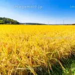 【悲報】日本で小麦じゃなくて米が主食になった理由、合理的すぎるｗｗｗｗｗｗｗｗｗｗ