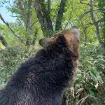 【悲報】熊が出没してるのに山菜取りに行く人たち、ガチで命懸けすぎるｗｗｗｗｗｗｗｗｗｗ