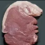 【画像】右脳派ならゾウに見え、左脳派ならハムスターに見える豚肉が見つかるｗｗｗｗｗｗｗｗｗｗ