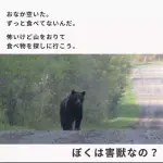 【悲報】「熊は悪意で人を襲ってませんが?」←9万いいねで物議にwwwwwwwwww