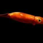【悲報】深海のイカさん、クッソでかい理由がガチでヤバすぎるｗｗｗｗｗｗｗｗｗｗ