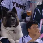 【朗報】イッヌ、野球観戦を満喫