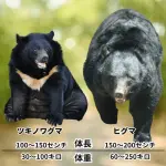 【悲報】クマさん「おーし、次は東京制覇や！」ｗｗｗｗｗｗｗｗｗｗ