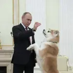 【悲報】秋田県がプーチンさんに贈った秋田犬「ゆめ」、昨年亡くなっていた・・・・・・・・・