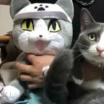 【画像】暇なので現場ネコ貼っていく
