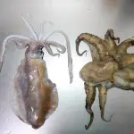 【悲報】イカさんとタコさん、同格ヅラしてるけどガチで格差がヤバすぎるｗｗｗｗｗｗｗｗｗｗ