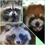 【悲報】タヌキさん、英語名が存在しないｗｗｗｗｗｗｗｗｗｗ