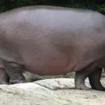 【悲報】カバちゃん、ハイエナの群れに襲われ水辺に逃げてしまうｗｗｗｗｗｗｗｗｗｗ